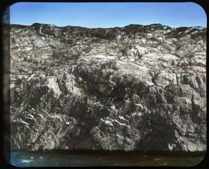 Image: Nesting Cliffs of Kittiwake